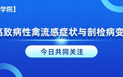 华晟学院 | 鹅高致病性禽流感症状与剖检病变解析
